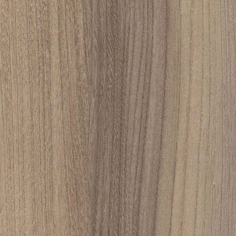 wiąz baron trufel R37003 (R5643)